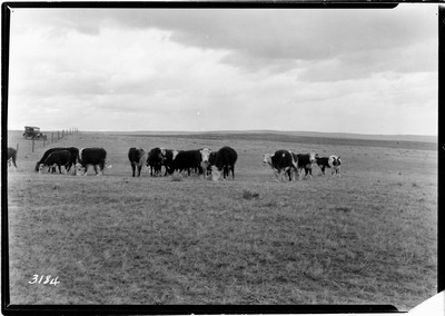 Cattle