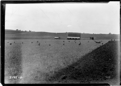 Oldenberg Ranch - Turkeys