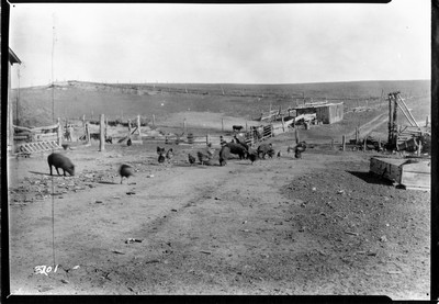 Farm Scene