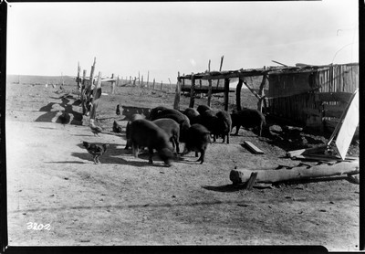 Davis Farm - Pigs