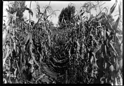 Corn