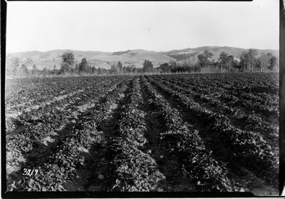 Strawberry Plants