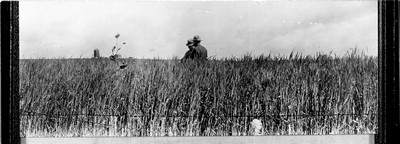 Davis Farm - Wheat