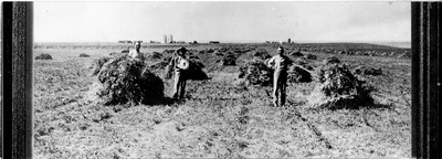 Davis Farm - Alfalfa