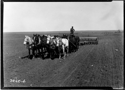 Cloverleaf Farm - Big Teams
