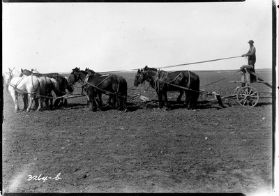 Cloverleaf Farm - Big Teams