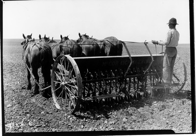 Wheat - Drilling