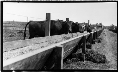 Feed Racks