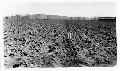 Beet Fields