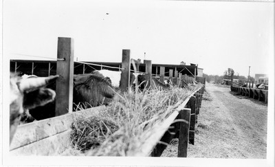 Feed Racks