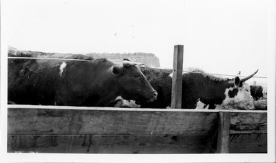 Feed Racks