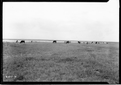 Taiyan Farm - Holstein Cattle
