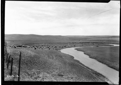 Richland Farm - Sheep