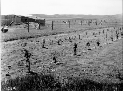 Richland Farm - Shelterbelt