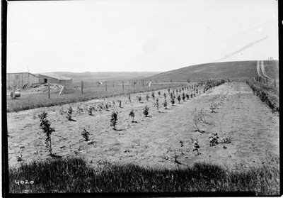 Richland Farm - Shelterbelt