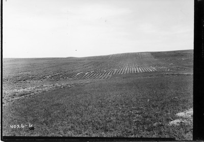 Rosebud Farm - Alfalfa