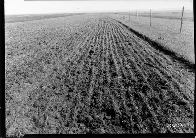 Lone Warrior Farm - Stubble Burning