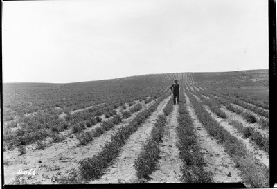 Richland Farm - Alfalfa