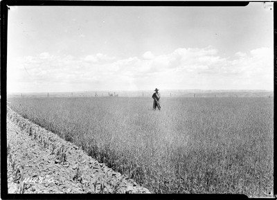 Wheat Field