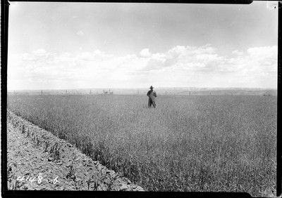 Wheat Field