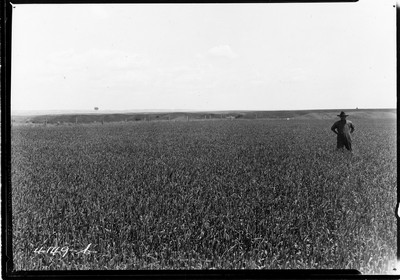 Wheat Field