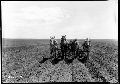 Davis Farm - Corn