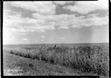 Davis Farm - Sweet Clover