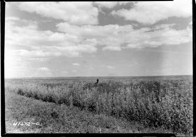 Davis Farm - Sweet Clover
