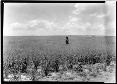 Rosebud Farm - Wheat