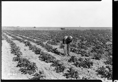 Davis Farm - Potatoes