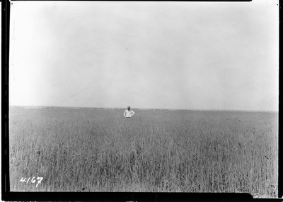 Taiyan Farm - Wheat