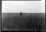 Lone Warrior Farm - Oats
