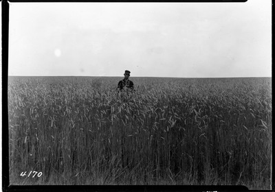 Lone Warrior Farm - Oats