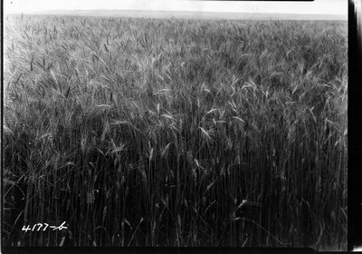 Wheat