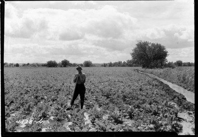 Richland Farm - Beets