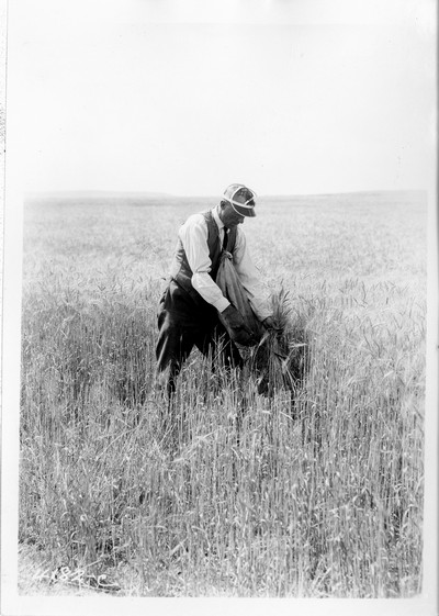 Combining Wheat