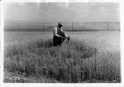 Combining Wheat