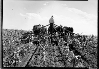 Davis Farm - Corn