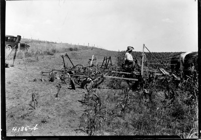Davis Farm - Corn