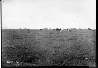 Cattle