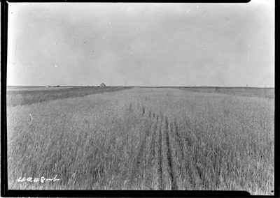 Wheat Field