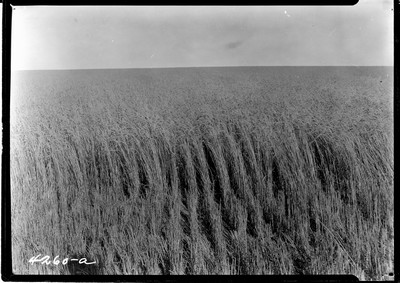 Taiyan Farm - Wheat