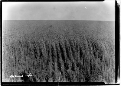 Taiyan Farm - Wheat