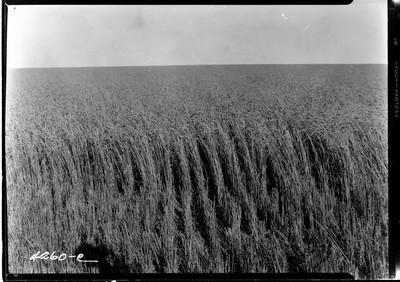 Taiyan Farm - Wheat