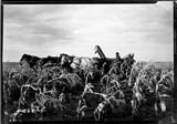 Rosebud Farm - Corn Picker