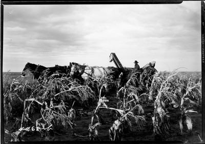 Rosebud Farm - Corn Picker