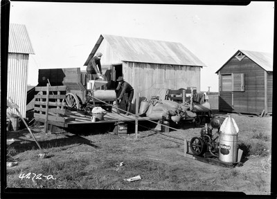 Lone Warrior Farm - Wheat