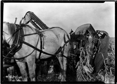 Rosebud Farm - Corn Picker