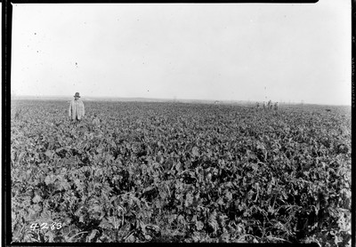 Milk River Project - Beets