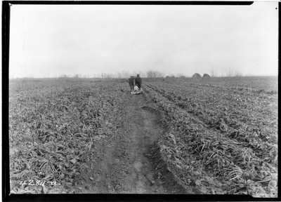 Milk River Project - Beets